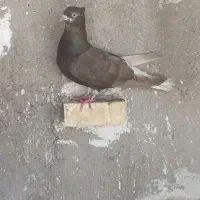 دم سفید.کله ای.سینه ای