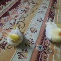 جوجه عروس هلندی