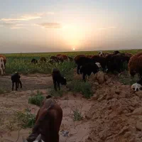 میش بره شیشک بز