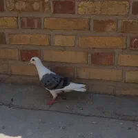 دوکت سبز سه بنده