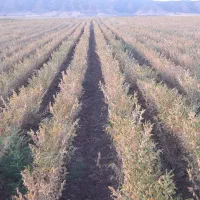 فروش سه هکتار زمین آبی درجه۱