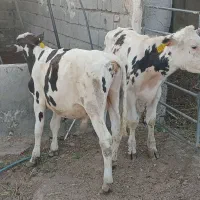 گوساله.گاو