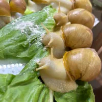 فروش حلزون آلبینو در سایزهای مختلف