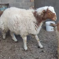 بره‌سنجابی‌