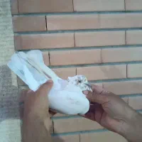 کبوتر پرشی