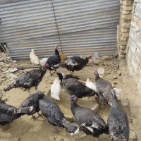 بوقلمون ماده