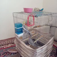 حیوانات فروش فوری