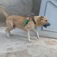 سگ سرابی نر ۱۳ماهه