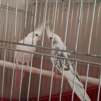 عروس هلندی/جفت مولد/آلبینو