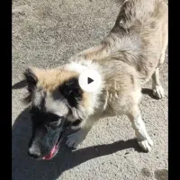 گمشده  در محمد شهر  پشت استخر برنا