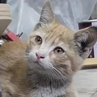 گربه dsh نیازمند فوری به سرپرست