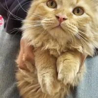 گربه سوپر فلت