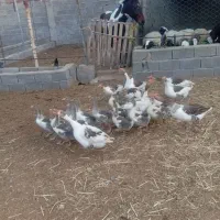 غاز|حیوانات مزرعه|جیرفت, |دیوار