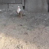 مجسمه کبوتر جوانه دانه ۳۰۰