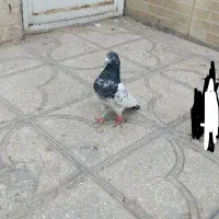 کفتر