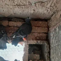 چهار عدد ماده آلمانی پرشی