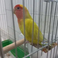 طوطی برزیلی نر