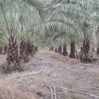 فروش باغ نخلی فروش فوری