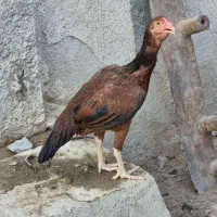 جوجه مرغ لاری  ترک