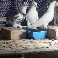 کبوتر سسلی کاکلی