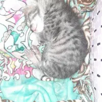 بچه گربه