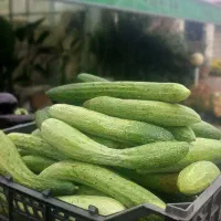 خیار  گوجه بادمجان ابغوره استانبولی محلی