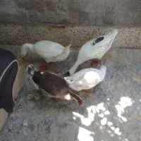غاز محلی و قو