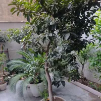 خدمات باغبانی و گل کاری|خدمات باغبانی و درختکاری|تهران, نظام‌آباد|دیوار
