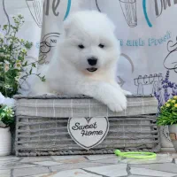 سگ سامویید(مشاوره رایگان از روبیکا)