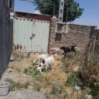 بز دوقلو جوان