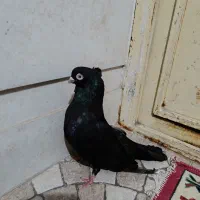 سیاه عبادانی
