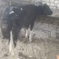 گوساله ماده