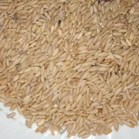 گندم دیم