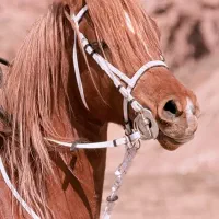 اسب عرب دو سر کره کنز