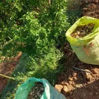 موسیر|خوردنی و آشامیدنی|مشهد, کوشش|دیوار