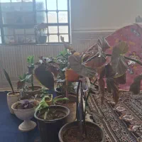 گل طبیعی