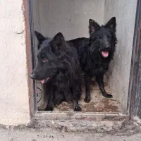 یک جفت ژرمن بلک