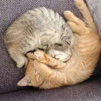 توله گربه