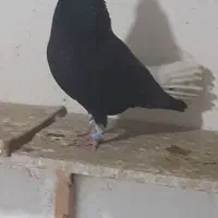 جفت دم سفید