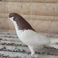 خوشرنگ یال راست کله ای