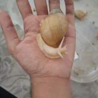 حلزون آچاتینا albino