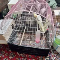 عروس هلندی عروس عروسک زیبا کمیاب