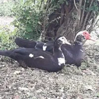 غاز و اردک