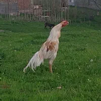 خروس لاری دانگ بالا