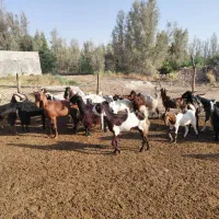 فروش ۳۰ راس بز داشتی خوب