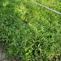 تولکی گوجه محلی زنگوان