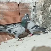 کبوتر تک و جفت