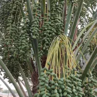 قلعه-قاضی-3-هکتار-زمین-با-چاه