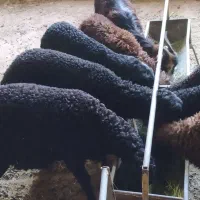 تعدادی بره نر سیاه سام سبک موقعیت ورامین