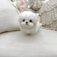 پودل قهوه‌ای و مالتیز سفید سایزمینیاتوری